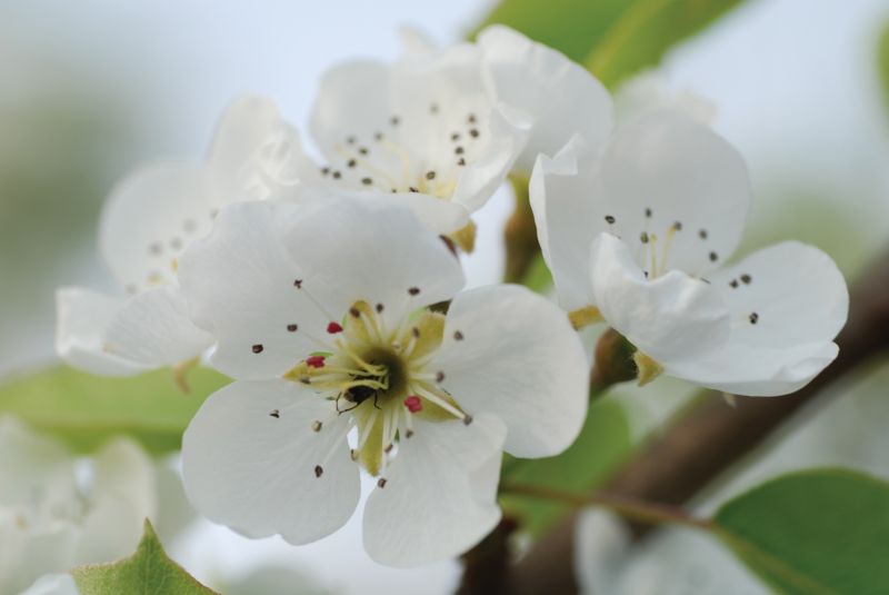 Άνθος Αχλαδιας